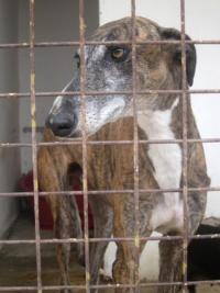 SOS PERRERA GALGO MACHO SOS PERRERA GALGO MACHO
