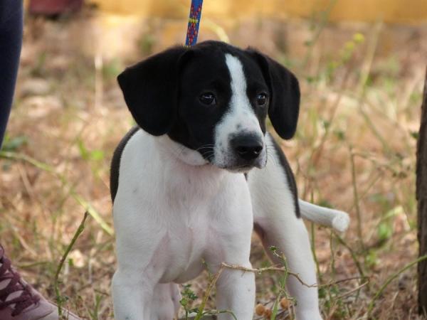 Adoptado...Nº 316 Cachorro Blanco negro