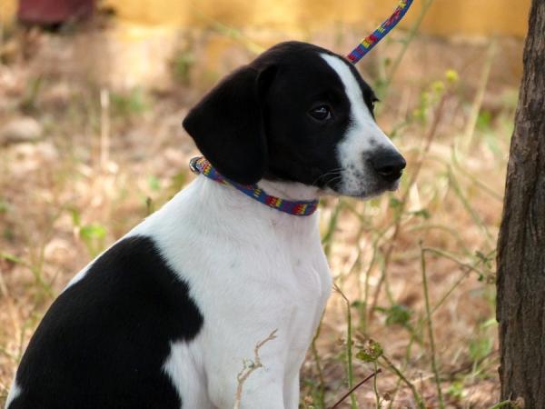 Adoptado...Nº 316 Cachorro Blanco negro