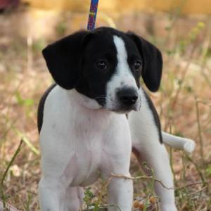Adoptado...N 316 Cachorro Blanco negro