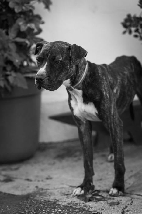 IVY