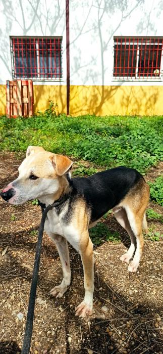 Paquito - N&ordm; 2039