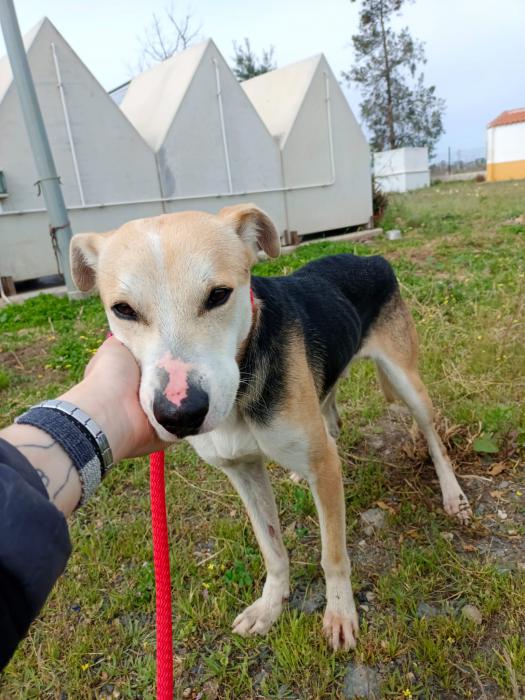 Paquito - N&ordm; 2039