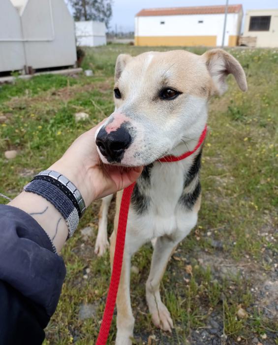 Paquito - N&ordm; 2039