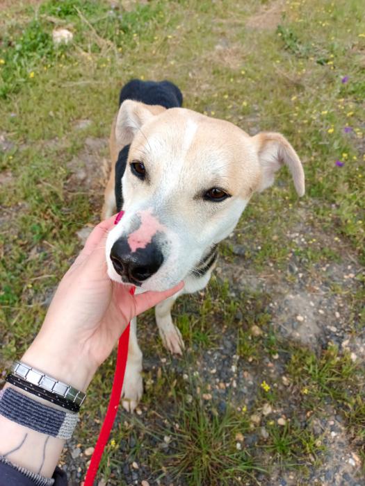 Paquito - N&ordm; 2039