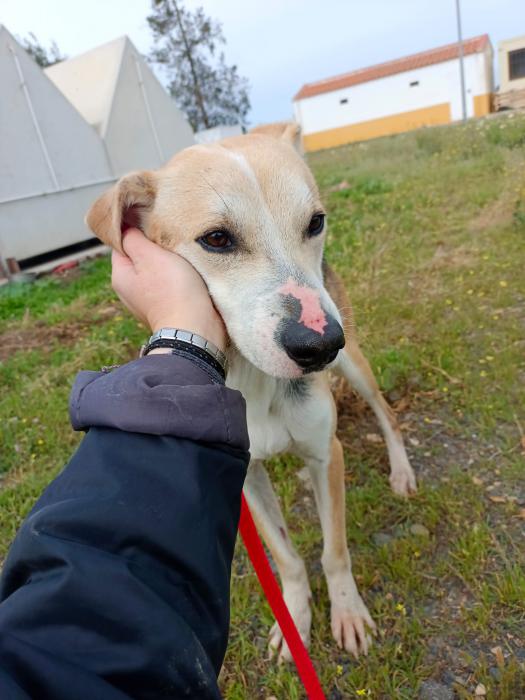 Paquito - N&ordm; 2039