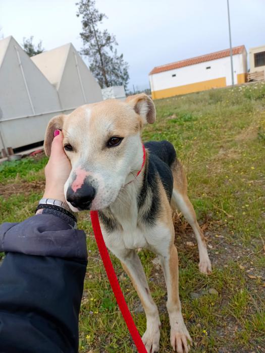 Paquito - N&ordm; 2039