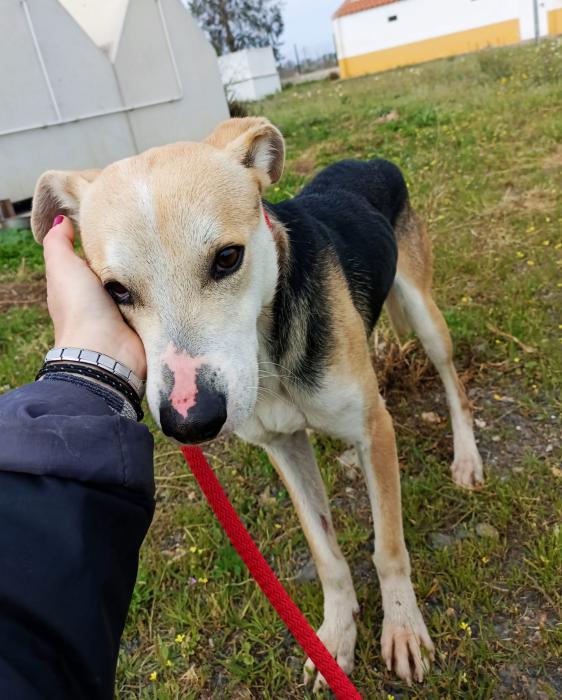 Paquito - N&ordm; 2039