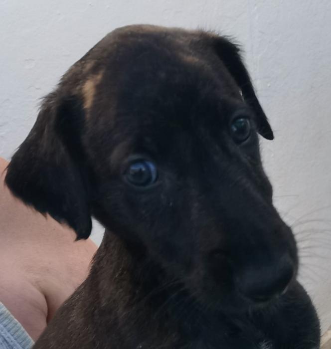 Pancho - N&ordm; 2106