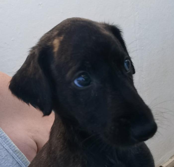 Pancho - N&ordm; 2106