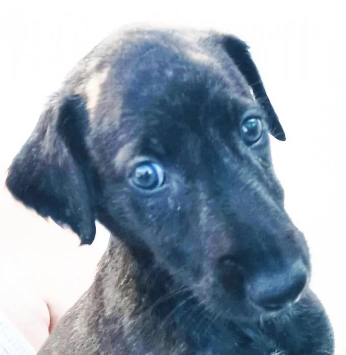 Pancho - N&ordm; 2106