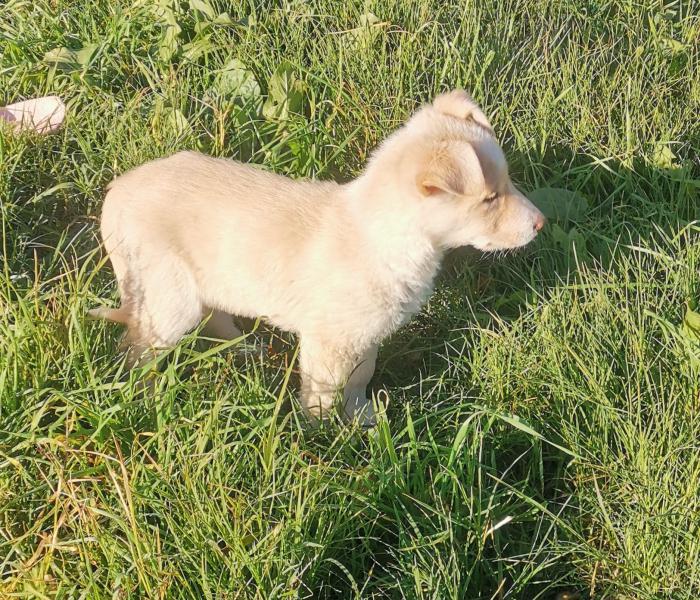 Akita