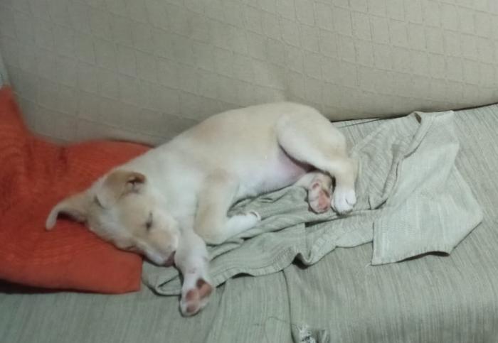 Akita