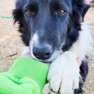 Pongo