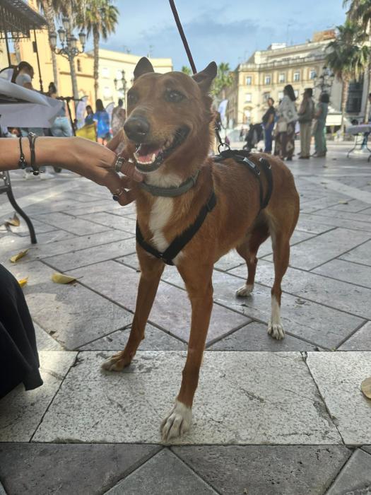 Bimba