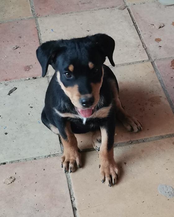 Vito