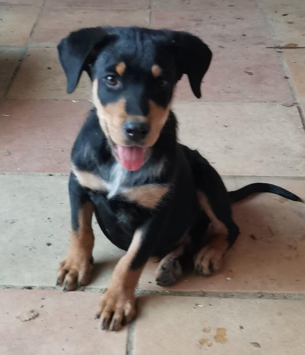 Vito