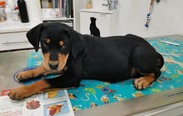 Vito