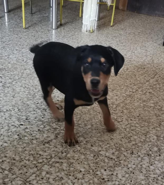Vito