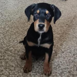 Vito