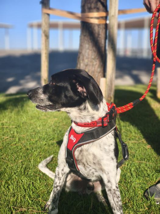 Pongo