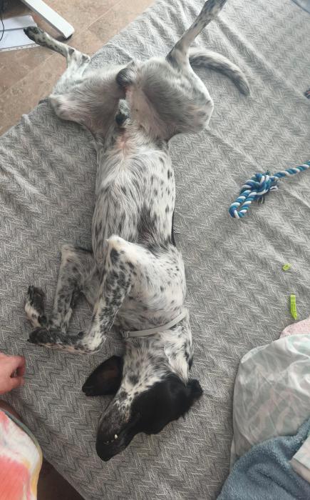 Pongo