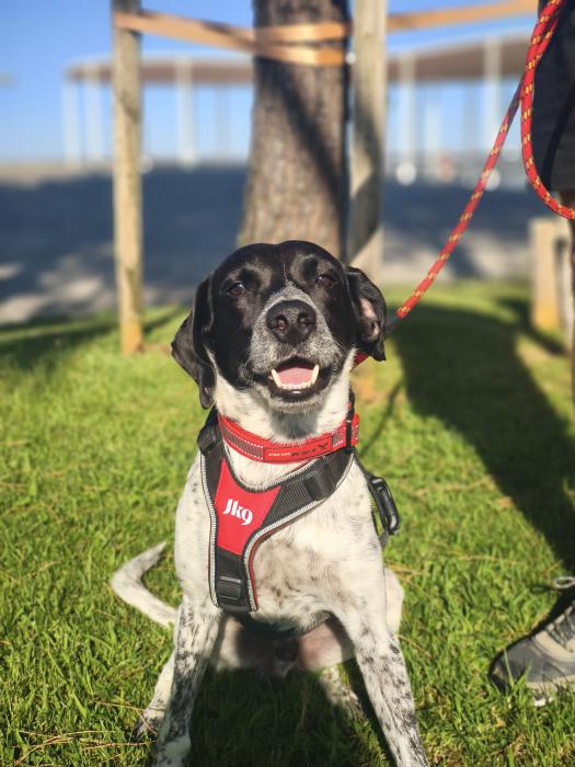 Pongo