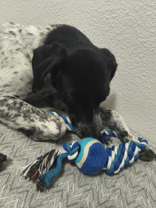 Pongo