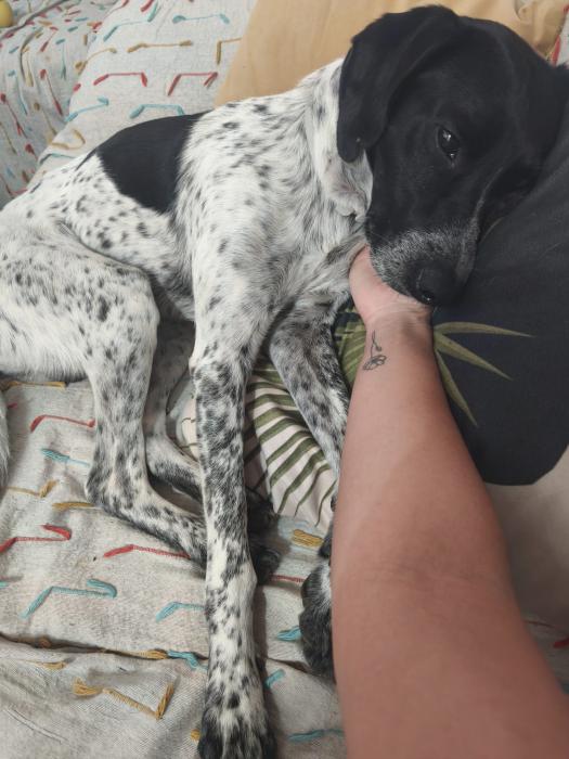Pongo