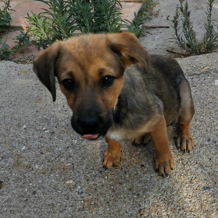 Zula