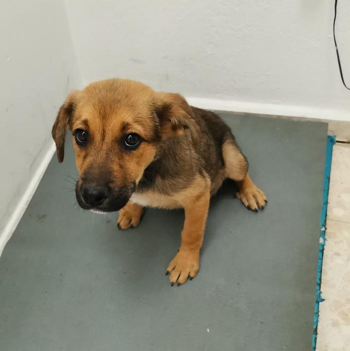 Zula