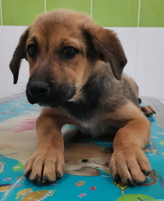 Zula