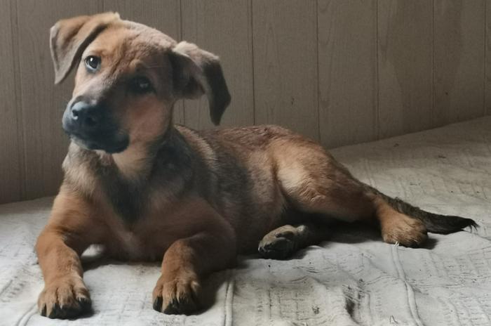 Zula