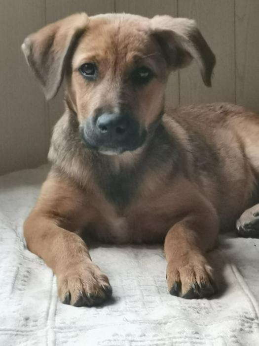 Zula