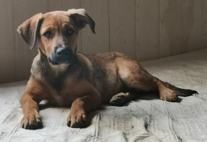 Zula