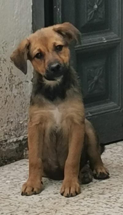 Zula