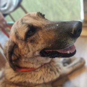 Mrida