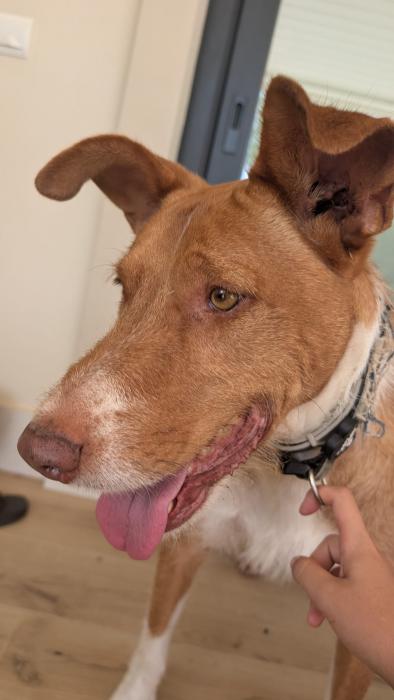 Davos